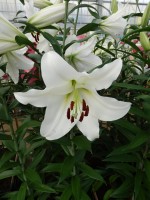 [4181 Maytime VH No02.JPG]